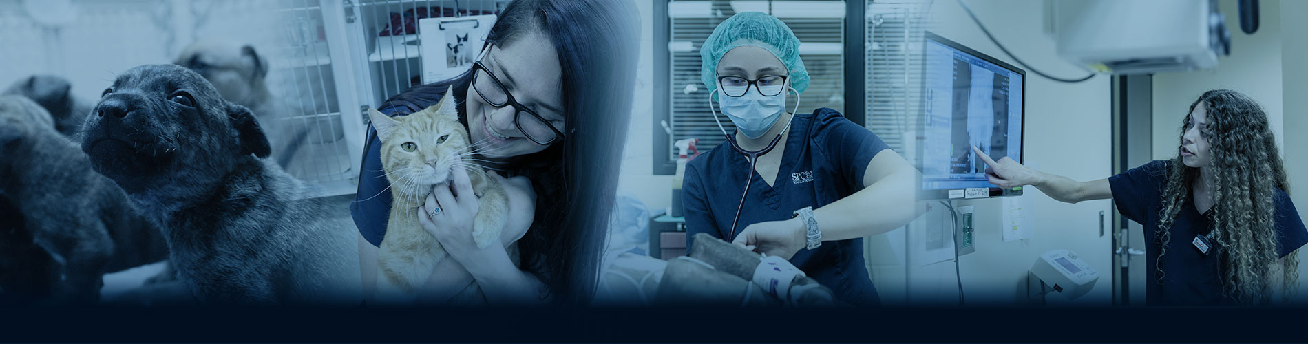 A collage of a puppy, and vet tech students holding a cat, taking vital signs and examining an x-ray