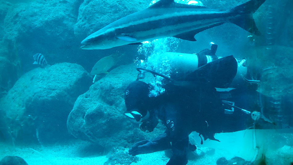 a scuba diver swims near a coral formation surrounded by fish and sharks