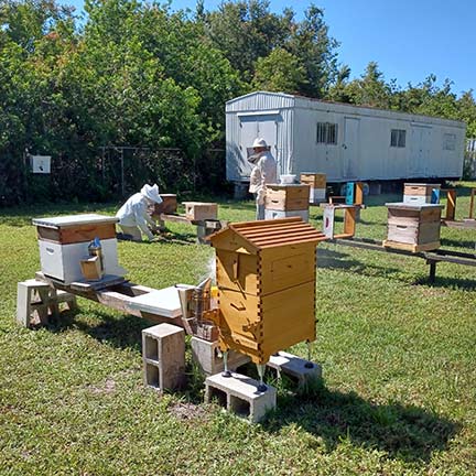 spc employees working on an apiary wearing protective hats and veils