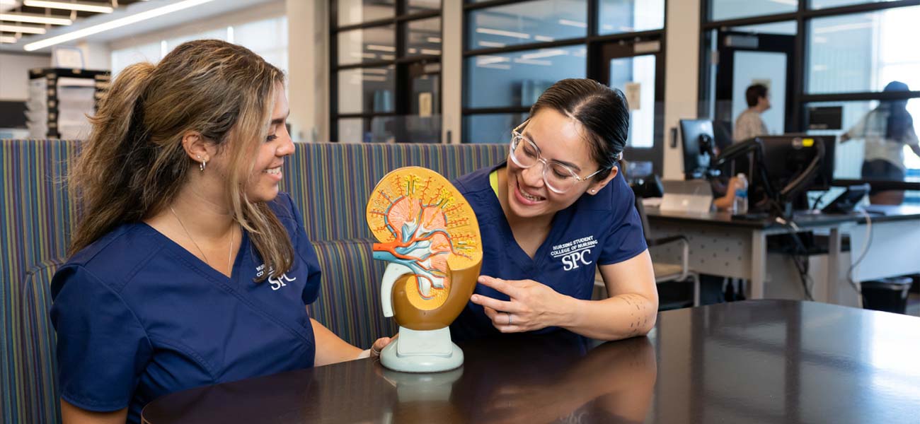 Two female SPC Nursing Program students study a model of a human kidney.