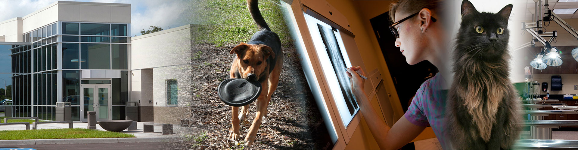 veterinary nursing center banner image