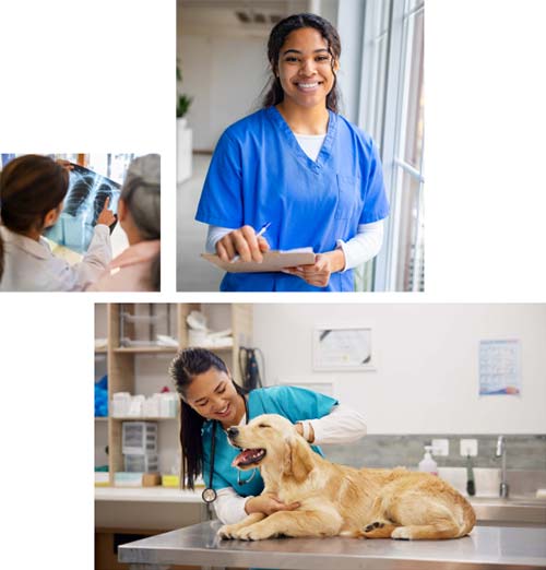 A threee image collage of two women examining an x-ray, a female nursing student wearing blue scrubs, and a veterinary technology student examining a Golden Retriever on the exam table.