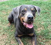 A black dog with brown spots lies in the grass, eagerly awaiting to play.